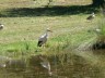 Thumbs/tn_zelten0805.jpg